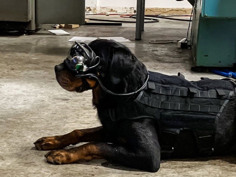 Military Starts Testing AR Goggles for Dogs