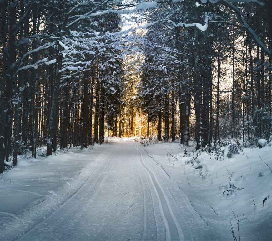 landscape photography of snow pathway between trees during winter